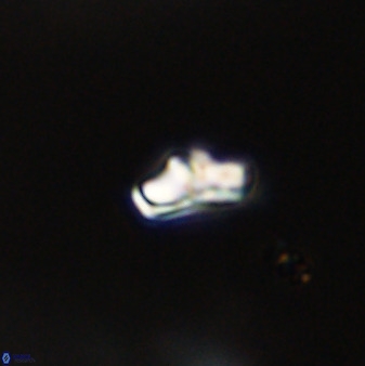 Owenia hillii VR 41828