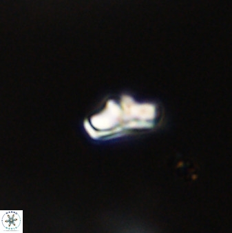 Owenia hillii VR 41828