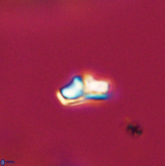 Owenia hillii VR 41829