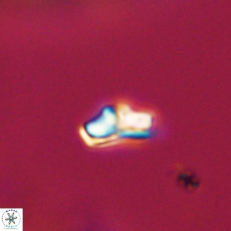 Owenia hillii VR 41829