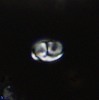 Owenia hillii VR 41834