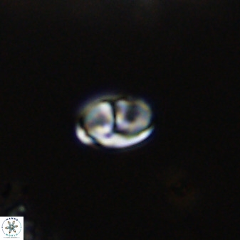 Owenia hillii VR 41834