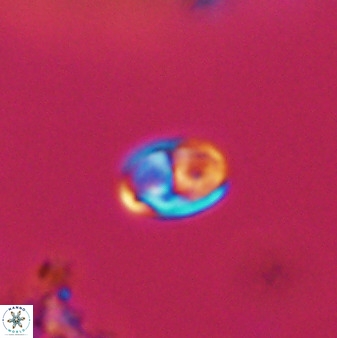 Owenia hillii VR 41835