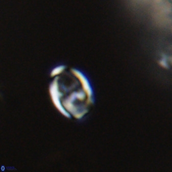 Owenia hillii VR 41836