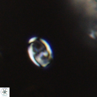 Owenia hillii VR 41836