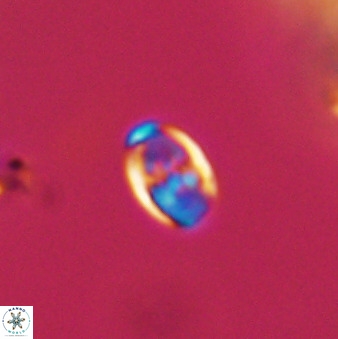 Owenia hillii VR 41837
