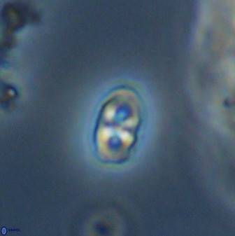 Owenia hillii VR 41838
