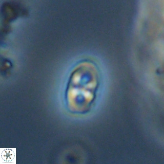 Owenia hillii VR 41838