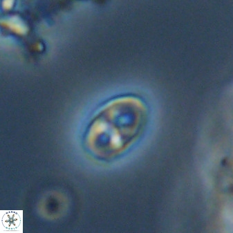 Owenia hillii VR 41839