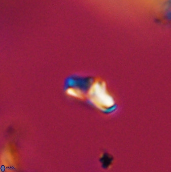 Owenia hillii VR 41830