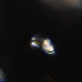 Owenia hillii VR 41831