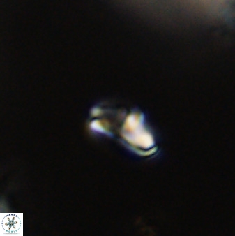 Owenia hillii VR 41831