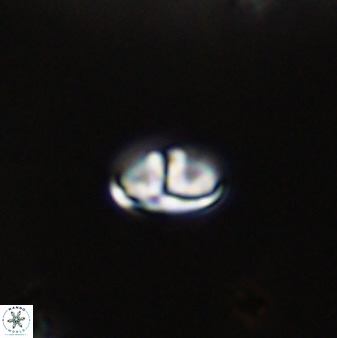 Owenia hillii VR 41832