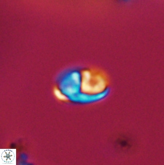 Owenia hillii VR 41833