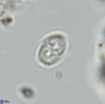 Owenia hillii VR 41844