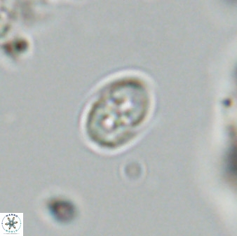 Owenia hillii VR 41844