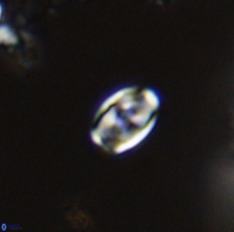 Owenia hillii VR 41845