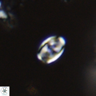 Owenia hillii VR 41845