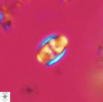 Owenia hillii VR 41846