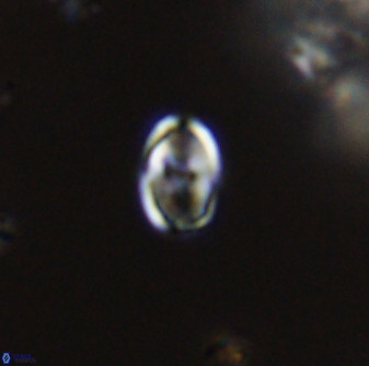 Owenia hillii VR 41847