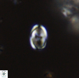 Owenia hillii VR 41847