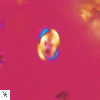 Owenia hillii VR 41848