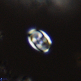Owenia hillii VR 41849