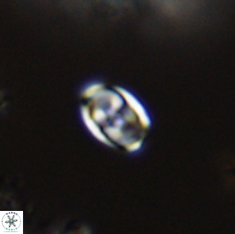 Owenia hillii VR 41849