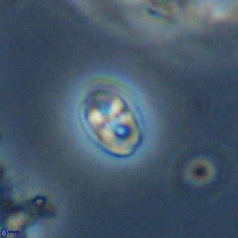 Owenia hillii VR 41840