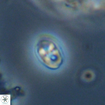 Owenia hillii VR 41840