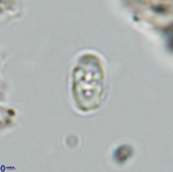 Owenia hillii VR 41841