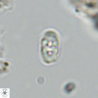 Owenia hillii VR 41841