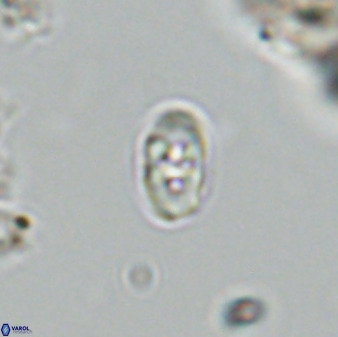 Owenia hillii VR 41842