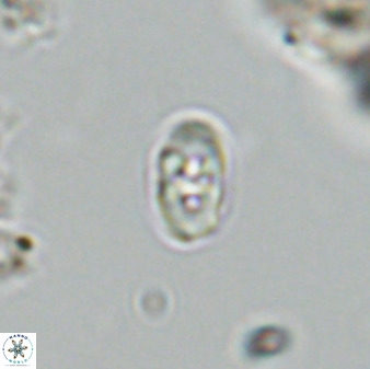 Owenia hillii VR 41842
