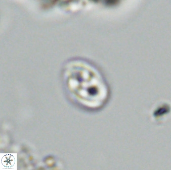 Owenia hillii VR 41843