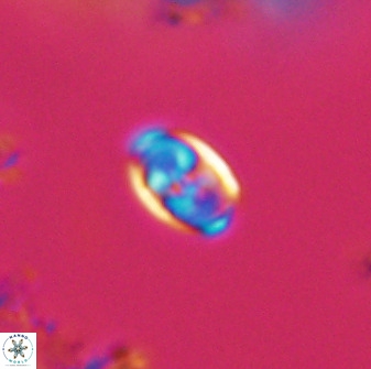 Owenia hillii VR 41850