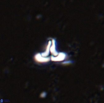 Owenia hillii 34255