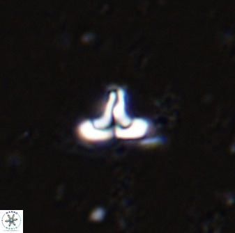 Owenia hillii 34255