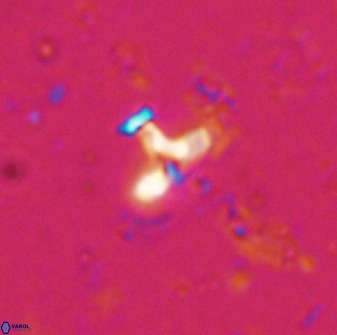 Owenia hillii 34257