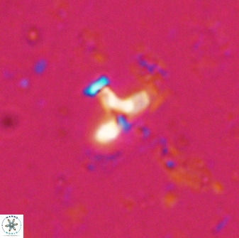 Owenia hillii 34257