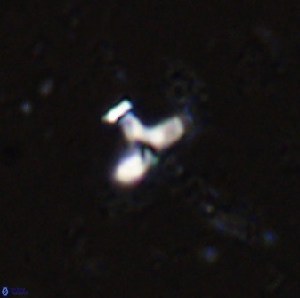 Owenia hillii 34258
