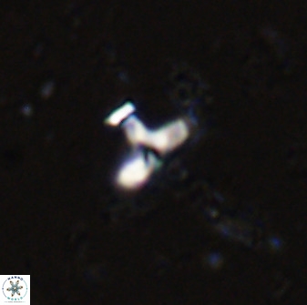 Owenia hillii 34258