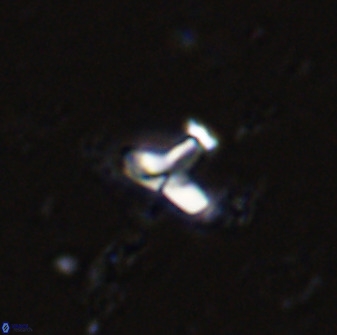Owenia hillii 34259