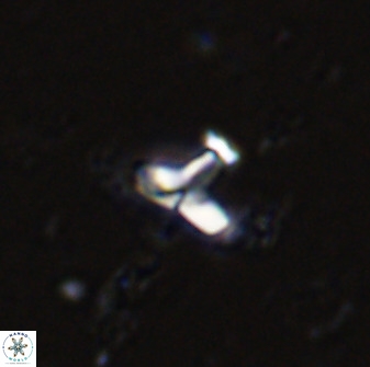 Owenia hillii 34259