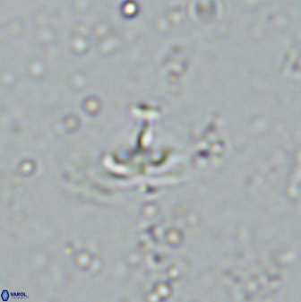 Owenia hillii 34267
