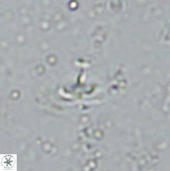 Owenia hillii 34267