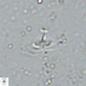 Owenia hillii 34268