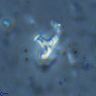 Owenia hillii 34269