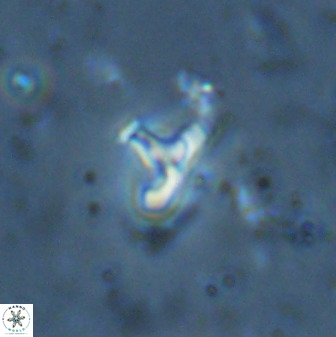 Owenia hillii 34269