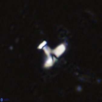 Owenia hillii 34261
